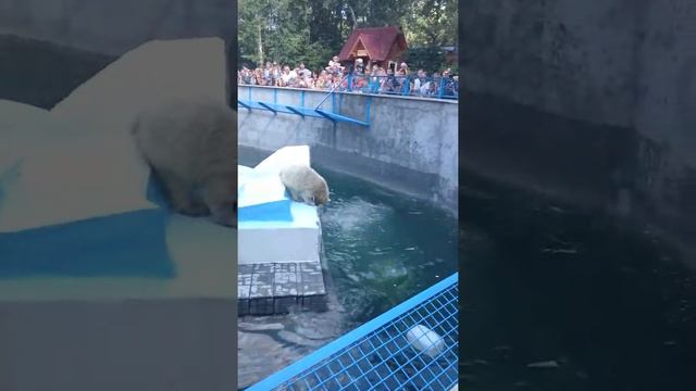 В Новосибирском зоопарке 2016 смотреть онлайн