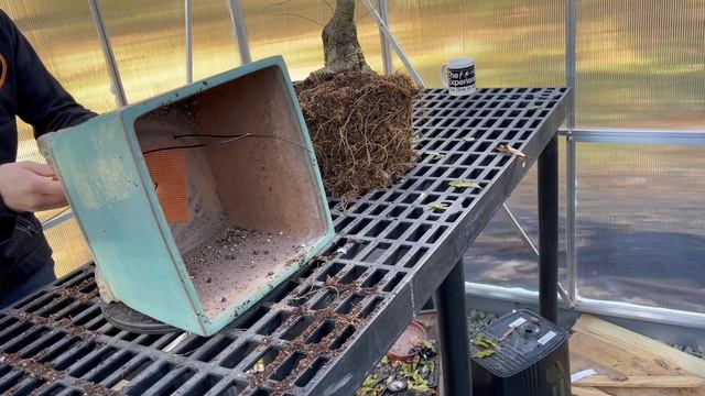 Weeping Wisteria Bonsai  The Bonsai Supply