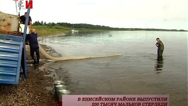 В ЕНИСЕЙСКОМ РАЙОНЕ ВЫПУСТИЛИ 200 ТЫСЯЧ МАЛЬКОВ СТЕРЛЯДИ смотреть онлайн