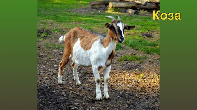 Звуки животных. Как говорят домашние и сельские животные смотреть онлайн