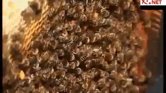 Noutati in apicultura Ioan Ursu a inventat un stup cu care se pot obtine produse apicole Bio смотреть онлайн
