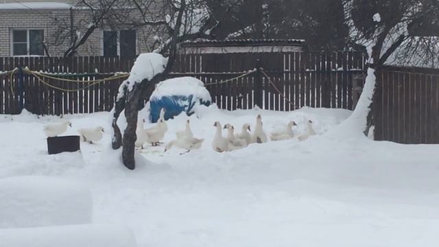 Не совершайте ошибок в Гусеводстве/Рентабельность Гусей