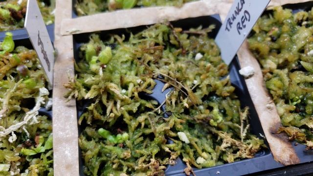 ? What looks like nepenthes seedlings after 9 months ? (They don't grow the same speed) смотреть онлайн