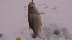 На рыбалку с Иванычем. Fishing witch Ivanych. Рыбалка на озере..mp4 смотреть онлайн