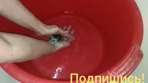 Как покупать хомяка.