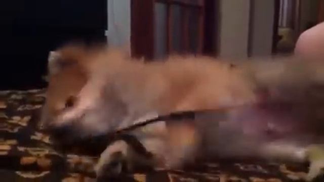 Щенок шпица, 4 месяца. смотреть онлайн