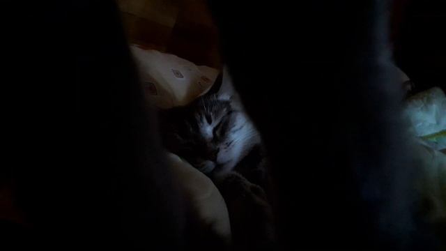 19 июня 2021 г. Кошка Соня спит без задних ног ?♀️ смотреть онлайн