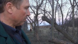 КАК ОМОЛОДИТЬ  грушу в возрасте 20- 25 лет