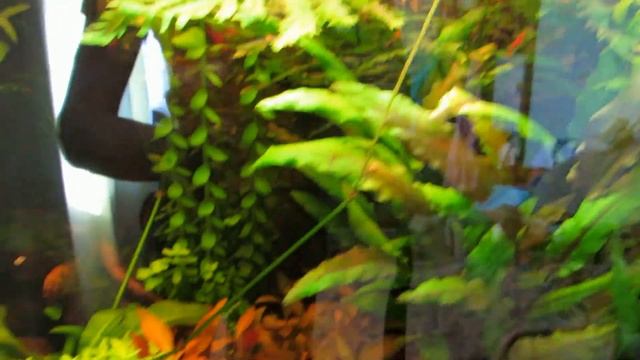 Хемиантус Микронтемоидес. Стрижка,прополка,уборка в аквариуме. смотреть онлайн