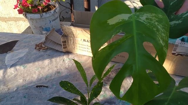 новые цветочки монстера вариегатная и кротон золотая пыль смотреть онлайн