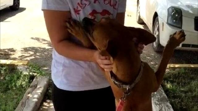 Фото собаки разлетелось по Сети и через один день ее жизнь кардинально изменилась смотреть онлайн