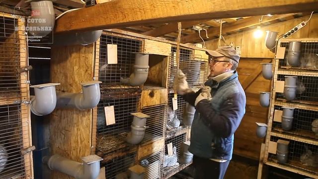 Крольчатам 25 дней. Убираем маточники