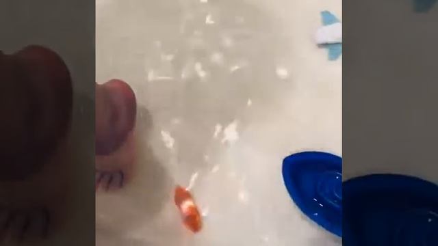 Аквариумная рыбка «Кальмар» обзор смотреть онлайн