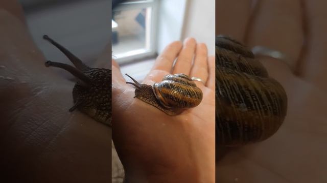 Виноградная улитка!!! Дикая и прожорливая 🙂 смотреть онлайн