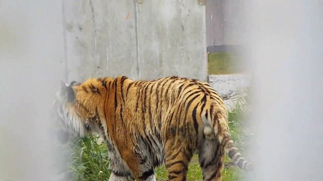 Уссурийский тигр смотреть онлайн