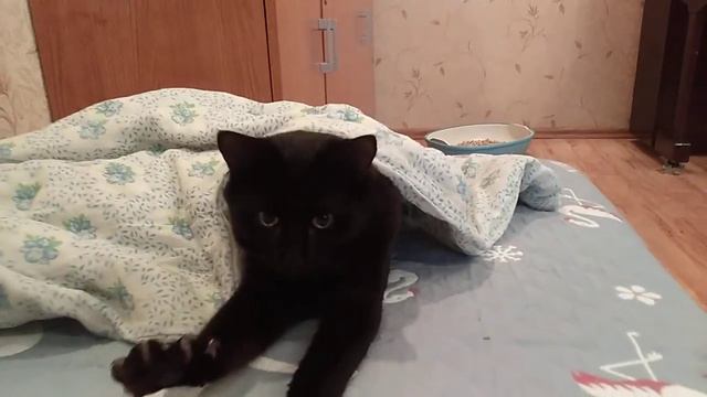 Гек под одеялом смотреть онлайн