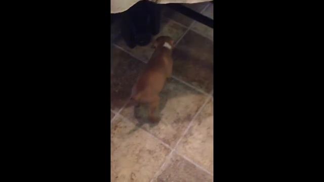 6 week old american Pitbull terrier red and white pit black mask смотреть онлайн