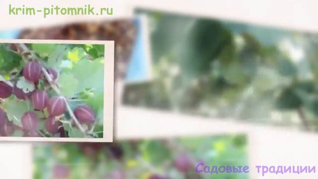 Где купить саженцы зизифуса с доставкой смотреть онлайн