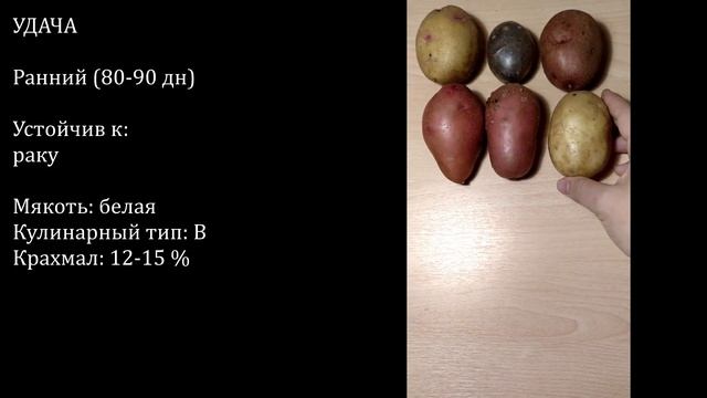 КАРТОФЕЛЬ 2023: Дегустация и определение содержания крахмала смотреть онлайн