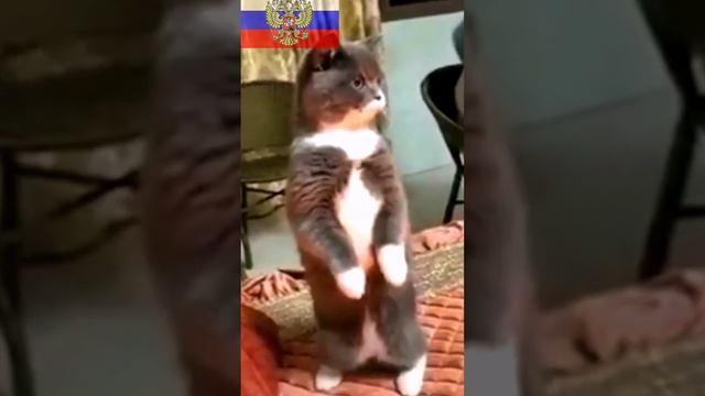 КОТ - ПАТРИОТ РОССИИ ???? смотреть онлайн