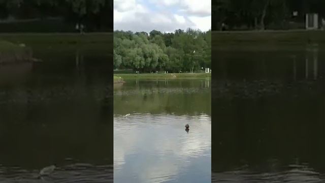 Природа парка Царицыно. Видео Элен Веточка. Ощутите необычайный полёт уток, озёрных чаек, облака. смотреть онлайн