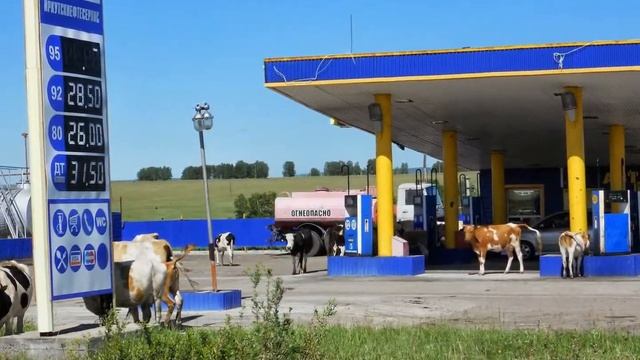 Молоко горит, меняем на бензин смотреть онлайн