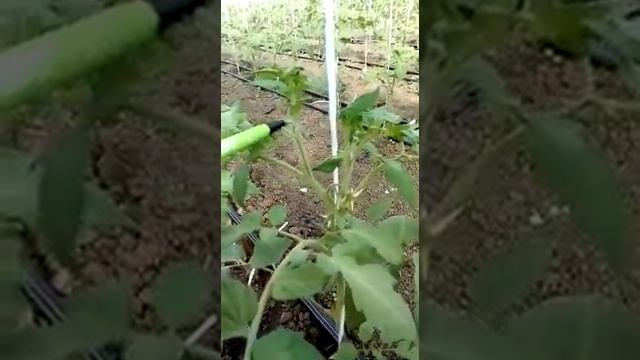 Розовоплодный полудетерминантный томат Каратос F1 компании Глобал Сидс формирование рассады смотреть онлайн