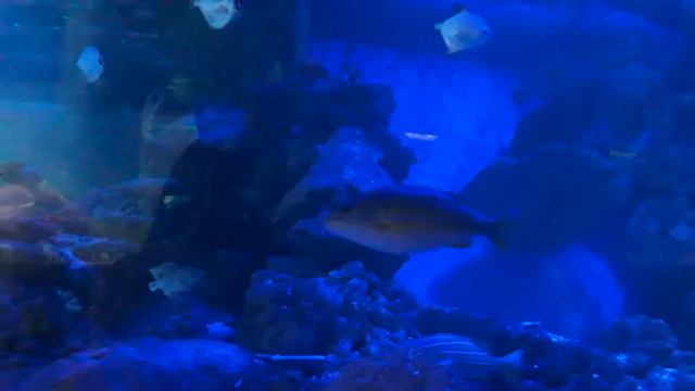 Водяные обитатели зоопарка смотреть онлайн