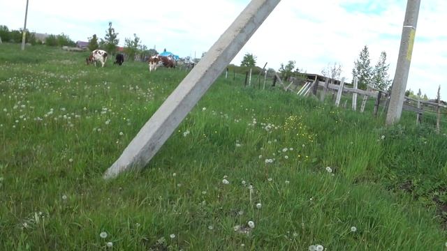 Выходим на новые просторы . Преимущества навеса для коров . Элекропастух . Морковка .