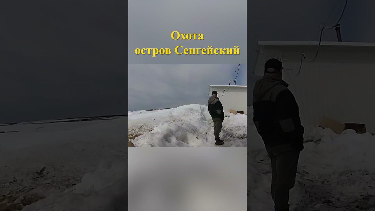 Охота на острове Сенгейский 2 #охотанагуся #охотавроссии смотреть онлайн