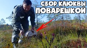 ОЧЕНЬ БЫСТРЫЙ СПОСОБ СБОРА КЛЮКВЫ! СБОР КЛЮКВЫ ПОВАРЕШКОЙ