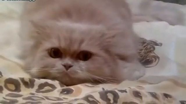 Кот прячет ушки смотреть онлайн