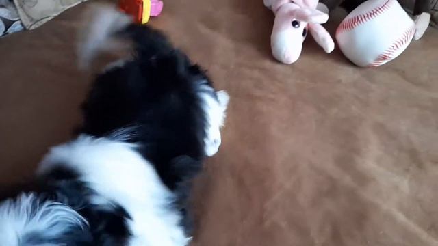 шитцу,продажа щенков,11 ДЕКАБРЯ 2020ГОД. смотреть онлайн