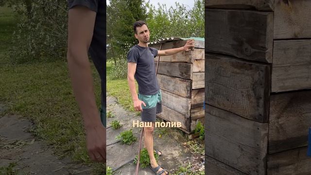 #саженцы #клубника #капельныйполив