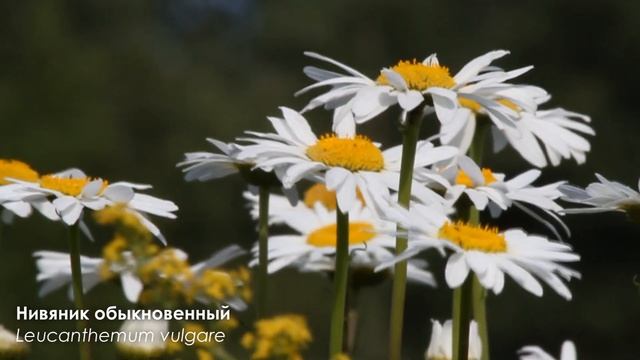Растения Литвы и Калининградской области / Plants of Lithuania and the Kaliningrad region смотреть онлайн
