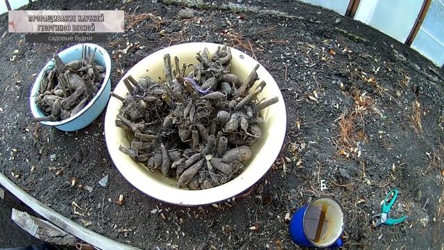 Проращивание клубней георгинов весной в теплице смотреть онлайн