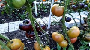 Томат Ананасное сердце (Pineapple Heart).