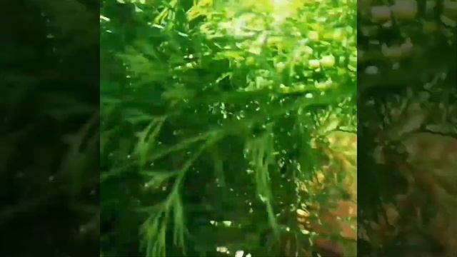 Очень ранний огурец для салатов от МинскСортСемОвощ - Зозуля F1 смотреть онлайн