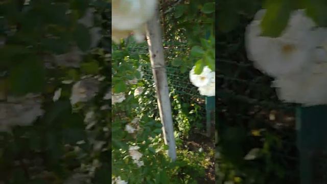 Розы в деревне Маламино - это настоящие духи, 7.06 🌿🌺 смотреть онлайн