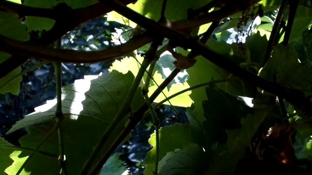 SAMSUNG DV150F test video №5 720 p смотреть онлайн