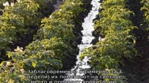 Картофель Великан