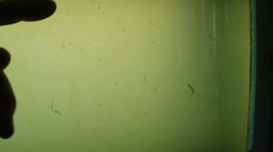 УЧИМСЯ ВЫРАЩИВАТЬ ДАФНИЙ .. ВЫРАЩИВАНИЕ ДАФНИЙ В ДОМАШНИХ УСЛОВИЯХ