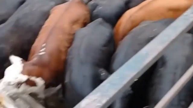Телята Абердин - Ангусы. Телята на откорм.Телята на подсосе. смотреть онлайн