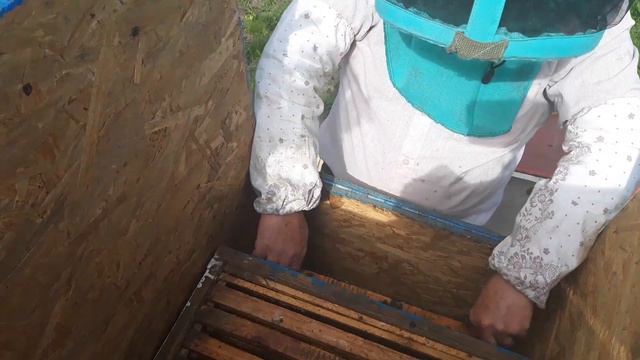 Формирование улья по технологии Цебро В.П. | 393. 00 смотреть онлайн