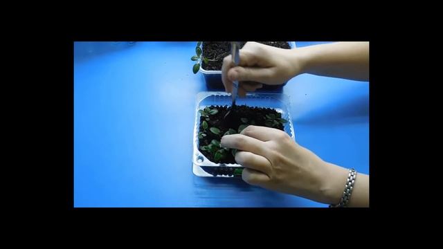 ???Цинерария Серебряная выращивание рассады из семян смотреть онлайн