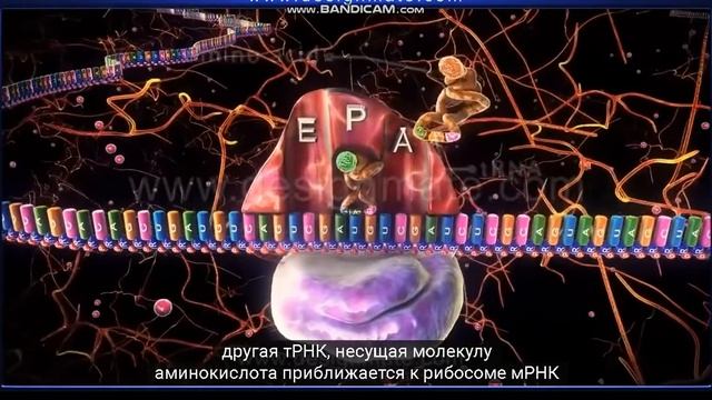 Синтез белка. Трансляция. Элонгация Инициация. Биология. Егэ Олимпиада. Биохимия смотреть онлайн