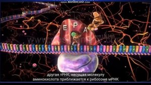 Синтез белка. Трансляция. Элонгация Инициация. Биология. Егэ Олимпиада. Биохимия