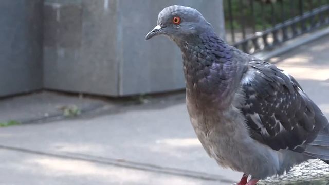 Голуби крупным планом видео !!! смотреть онлайн