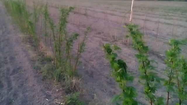 Обзор малины на 21 апреля, Изобильная, Дж Джей, Утренняя Роса, Октавия, Голден Квин, Сиреневый Тума смотреть онлайн
