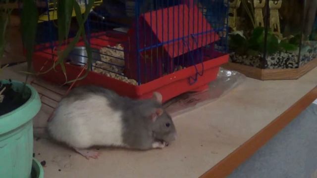 Домашняя дикая крыса поведение приученная на... смотреть онлайн